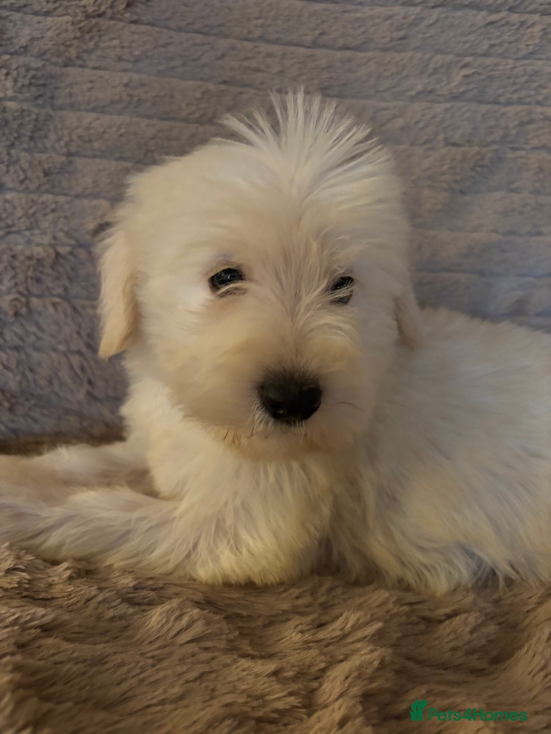Schnoodle dogs for sale: Truly gorgeous F1 Schnoodle Puppies  - Advert 11