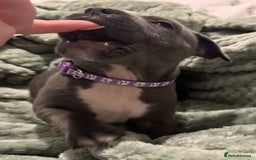 Staffordshire Bull Terrier dogs for sale: Stunning KC Blue Staffordshire Bull Terrier Pups - Image 20