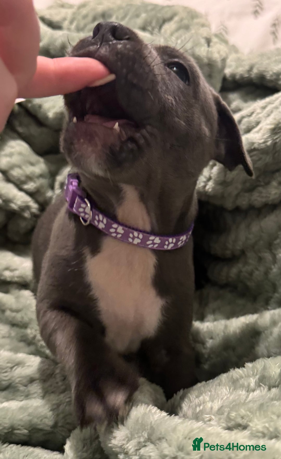 Staffordshire Bull Terrier dogs for sale: Stunning KC Blue Staffordshire Bull Terrier Pups - Image 20