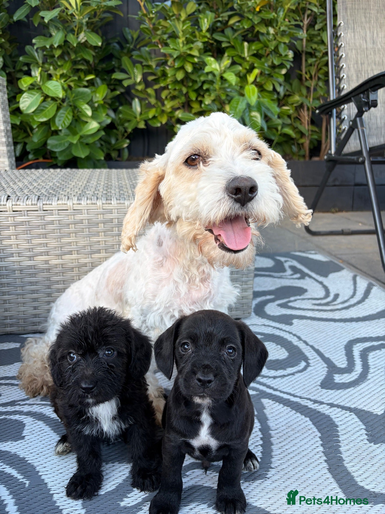 Mixed Breed dogs Cavajack puppy’s  - Advert 1