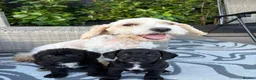Mixed Breed dogs for sale: Cavajack puppy’s  - Advert 1