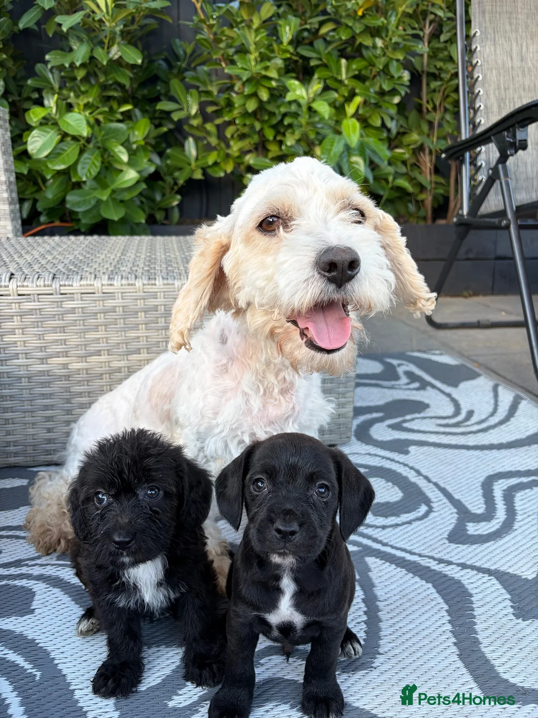 Mixed Breed dogs for sale: Cavajack puppy’s  - Advert 1