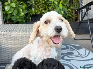 Mixed Breed dogs Cavajack puppy’s - Advert 1