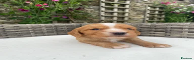 Cocker Spaniel 3