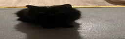 British Longhair cats for sale: Black British Longhair Kitty - Advert 17