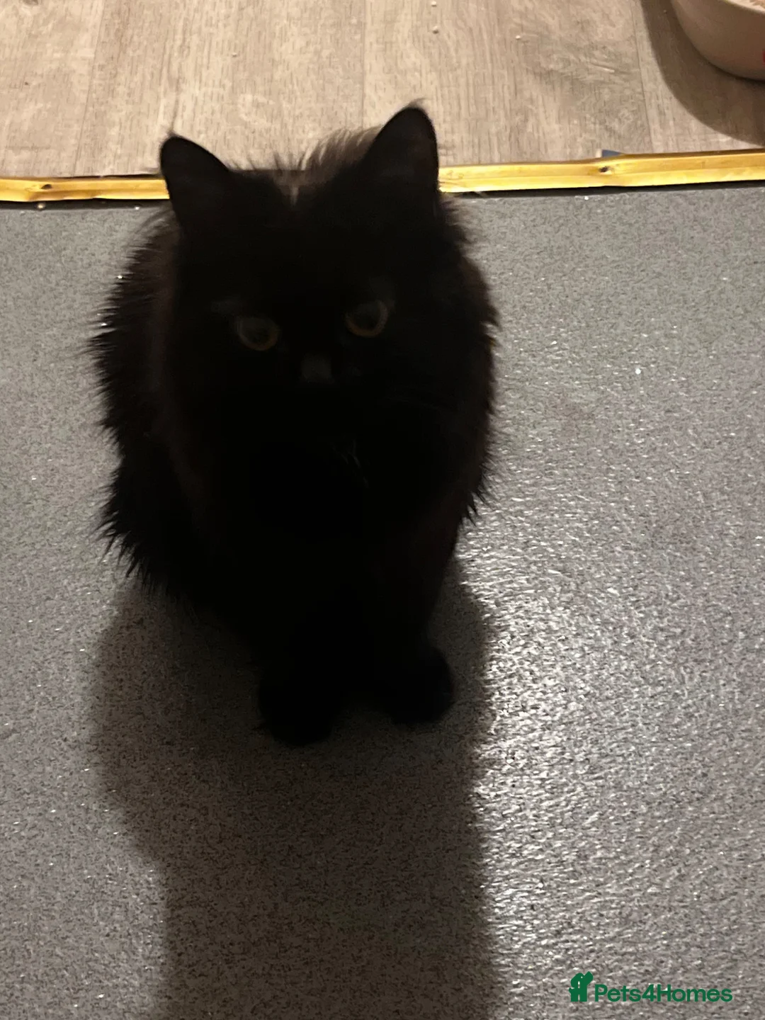 British Longhair cats for sale: Black British Longhair Kitty - Advert 17