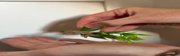 Mixed Breed rabbits for sale: Baby crested geckos for sale in Bedford - Advert 3
