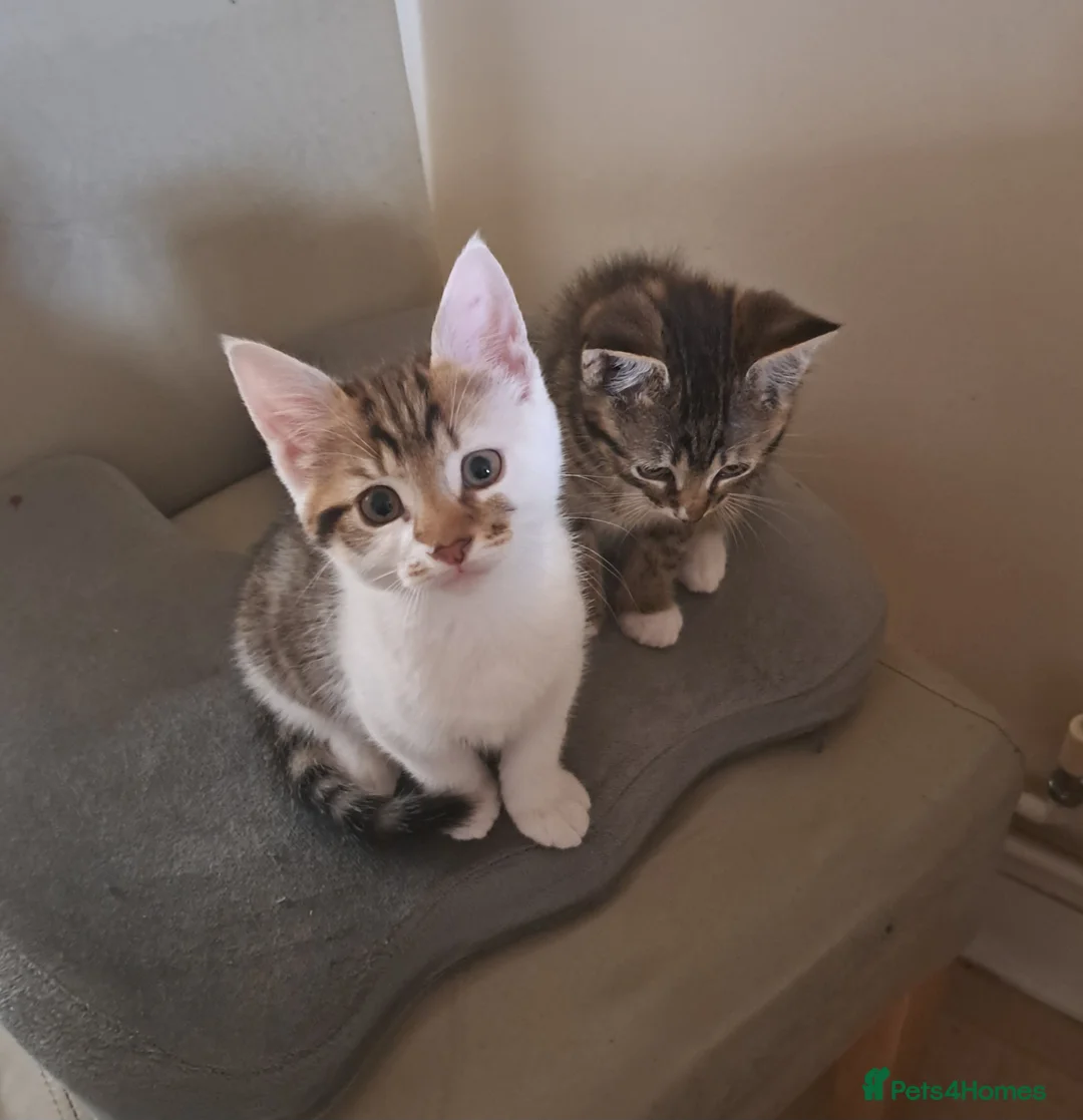 Mixed Breed cats for sale: Kittens half BSH tabby colours wormed and flea  in Erith - Advert 6