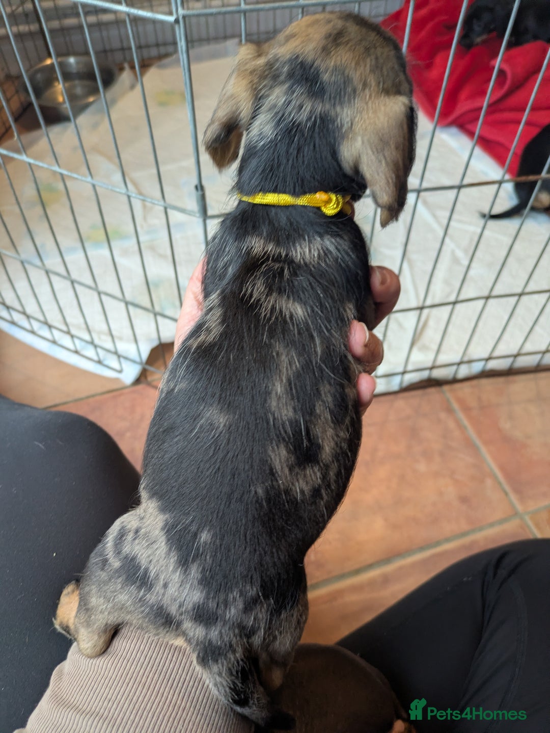 Miniature Dachshund dogs for sale: Wire X smooth mini dachshunds - Image 9