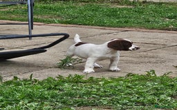 English Springer Spaniel dogs for sale: READY NOW kc springer spaniel  - Image 7