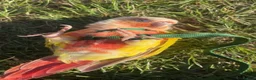 Conures birds for sale: 2 beautiful gccs looking for a new home - Advert 8