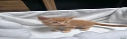 Maine Coon cats for sale: Maine Coon Polydactyl Kittens - Advert 17