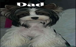 Biewer Terrier dogs for sale: Yorkshire terrier  - Advert 6