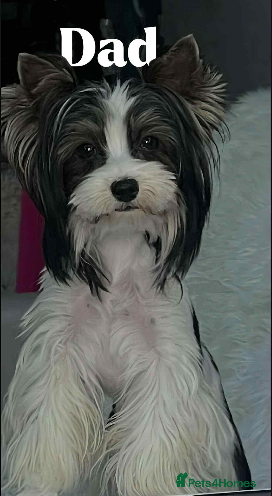 Biewer Terrier dogs for sale: Yorkshire terrier  - Advert 6