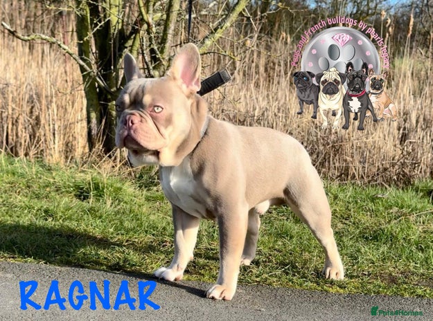 French Bulldog dogs in Hastings - Advert 20