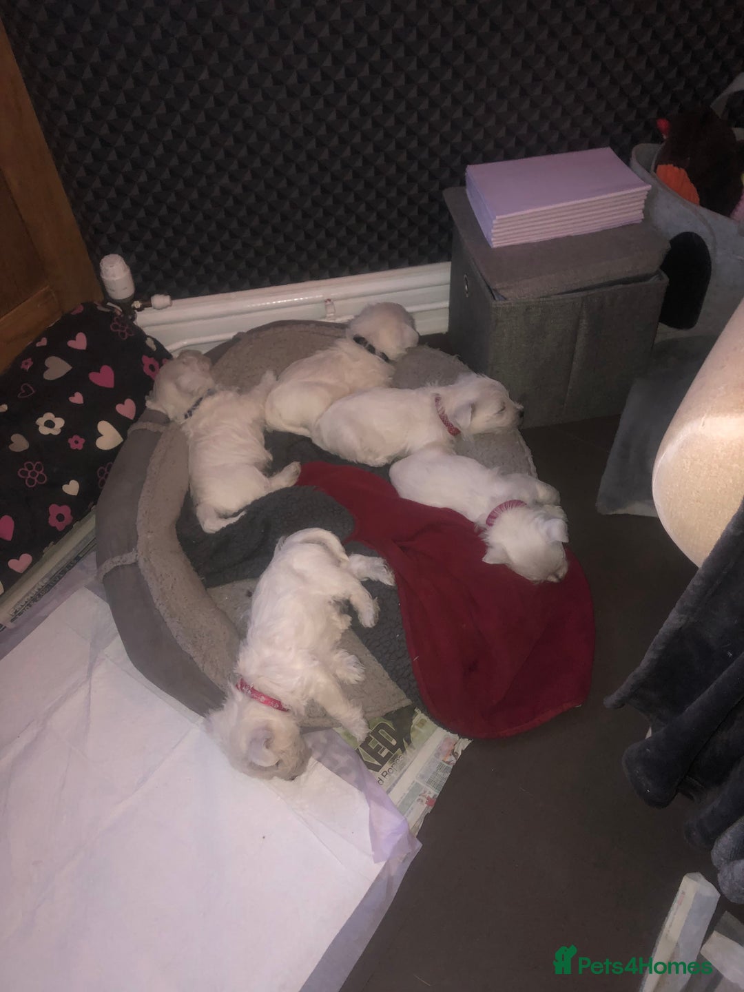 West Highland Terrier dogs for sale: Beautiful west highland puppies for sale - Image 8