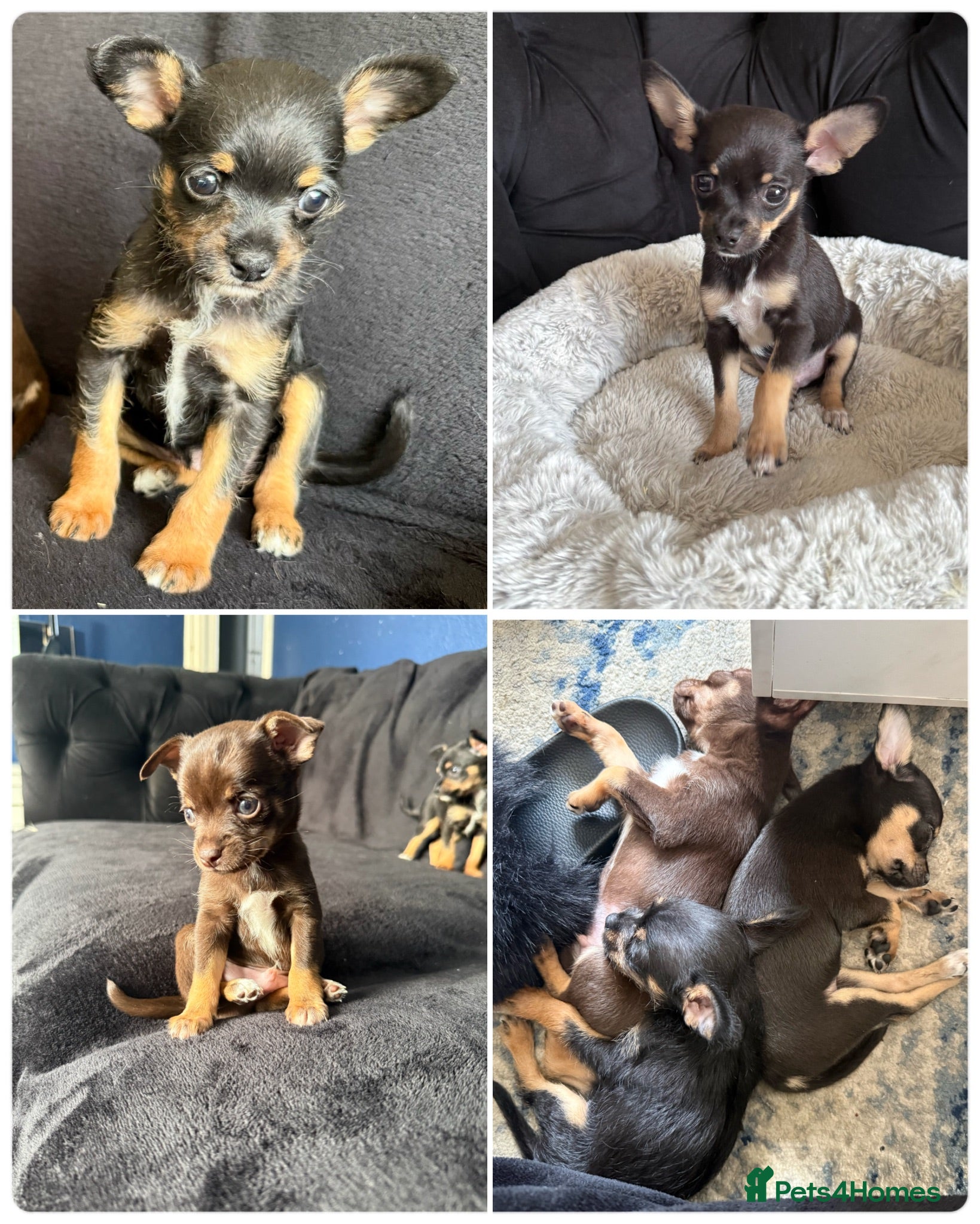 Mixed Breed dogs 💙💙❤️ CHIHUAHUA & POODLE PUPPIES  - Advert 1