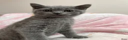 British Shorthair cats for sale: British Shorthair Kittens in Rochester - Advert 12