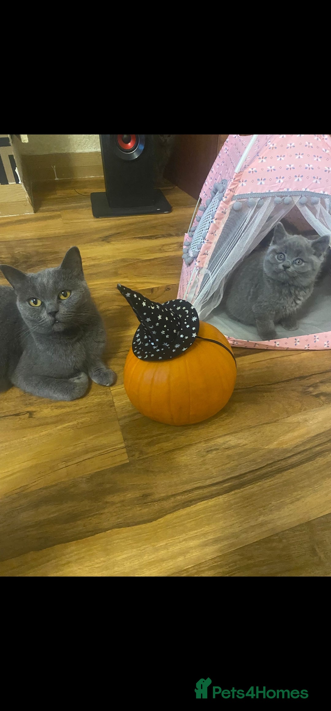 British Shorthair cats for sale: British Shorthair kittens for sale - Image 1