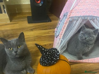 British Shorthair cats for sale - Advert 1