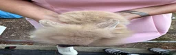 Lionhead rabbits for sale: Lop lionheads- ready now - Advert 8
