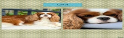 Cavalier King Charles Spaniel dogs for sale: 💛Beautiful Cavalier King Charles Spaniels💛 - Advert 6