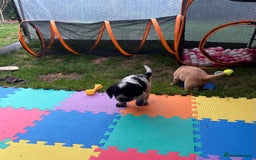 Cocker Spaniel dogs for sale: Well Bred Working Cocker Spaniel Puppies - Image 5
