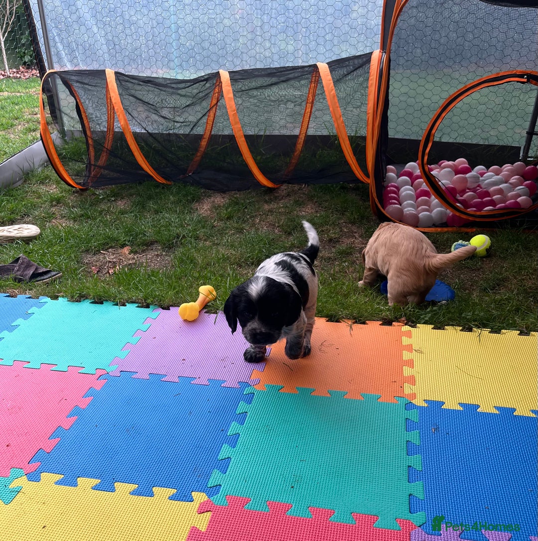 Cocker Spaniel dogs for sale: Well Bred Working Cocker Spaniel Puppies - Image 5