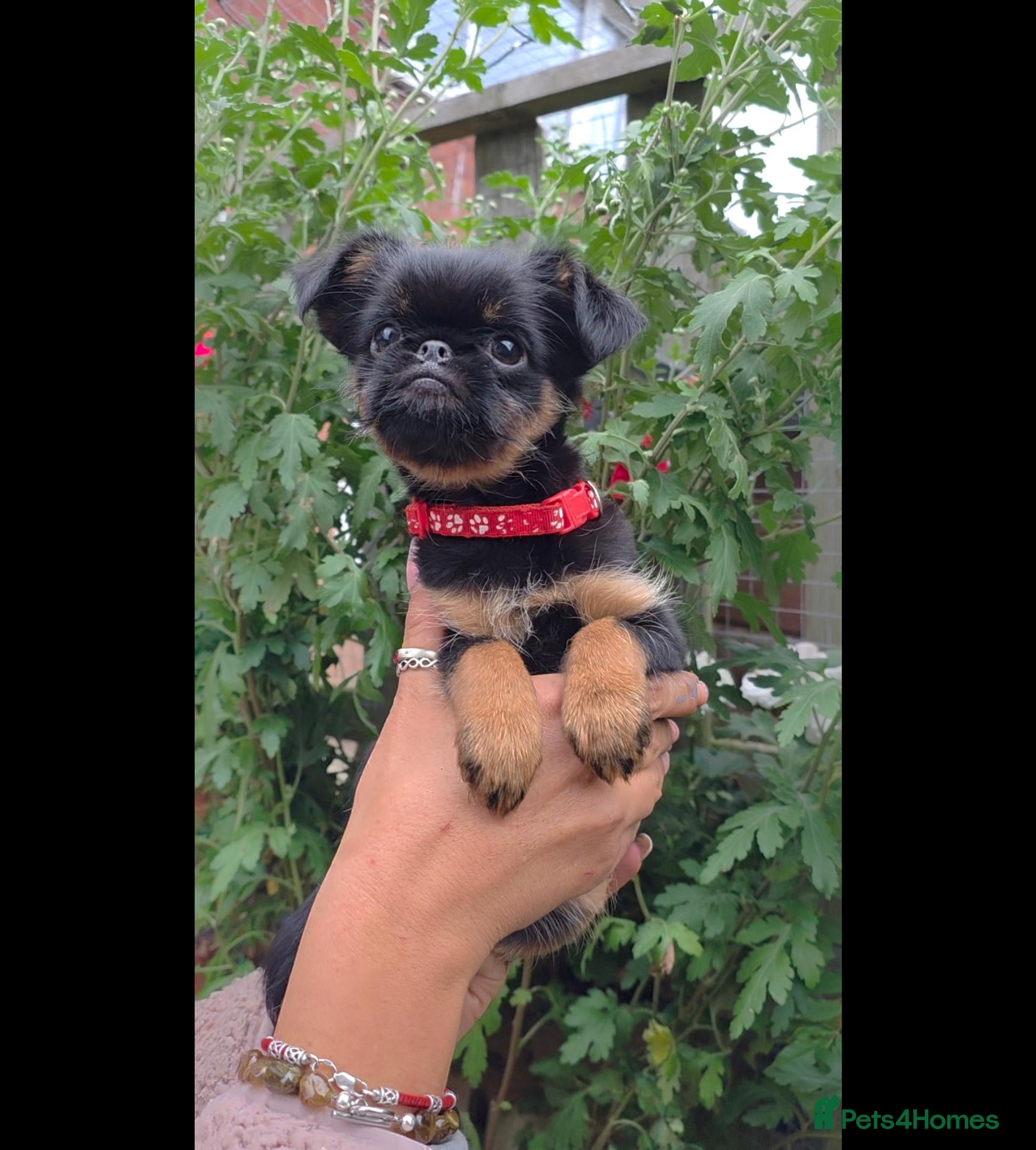 Griffon Bruxellois dogs Stunning Griffon Bruxellois puppies KC registered - Advert 2