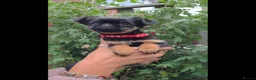 Griffon Bruxellois dogs for sale: Stunning Griffon Bruxellois puppies KC registered - Advert 1