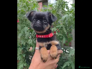 Griffon Bruxellois dogs Stunning Griffon Bruxellois puppies KC registered - Advert 1