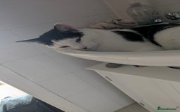 Domestic Shorthair cats for sale: Link  - Image 3