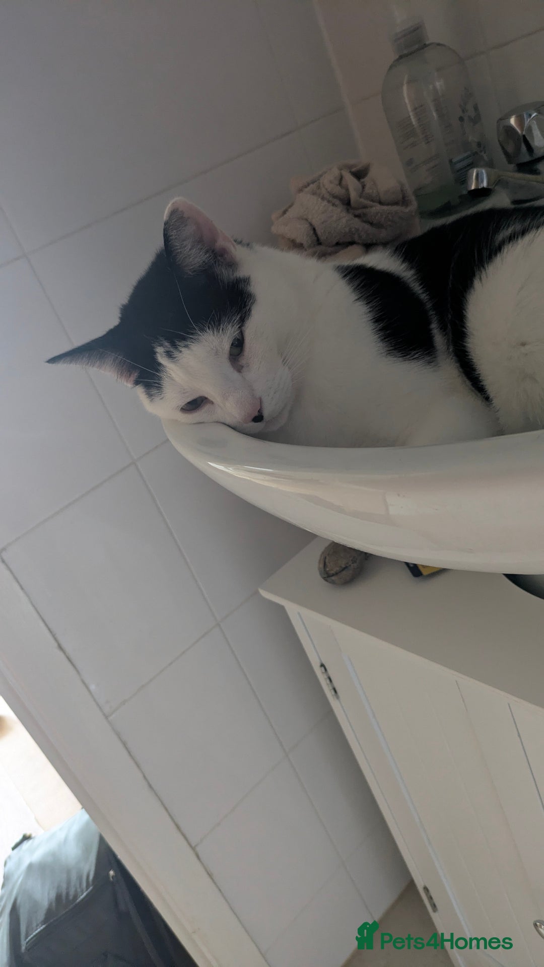 Domestic Shorthair cats for sale: Link  - Image 3