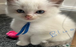 Ragdoll cats for sale: Ragdoll - Ready now - Image 4