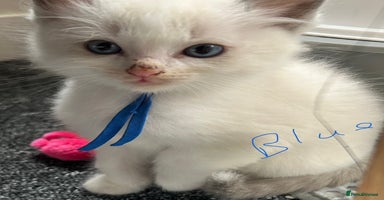 Ragdoll cats - Advert 4