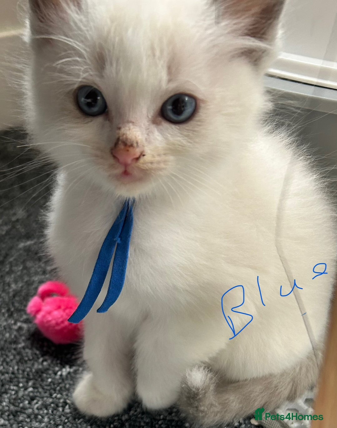 Ragdoll cats for sale: Ragdoll - Ready now - Image 4