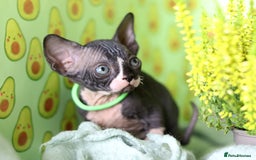 Sphynx cats for sale: Bloodline Sphynx Kittens  - Image 25