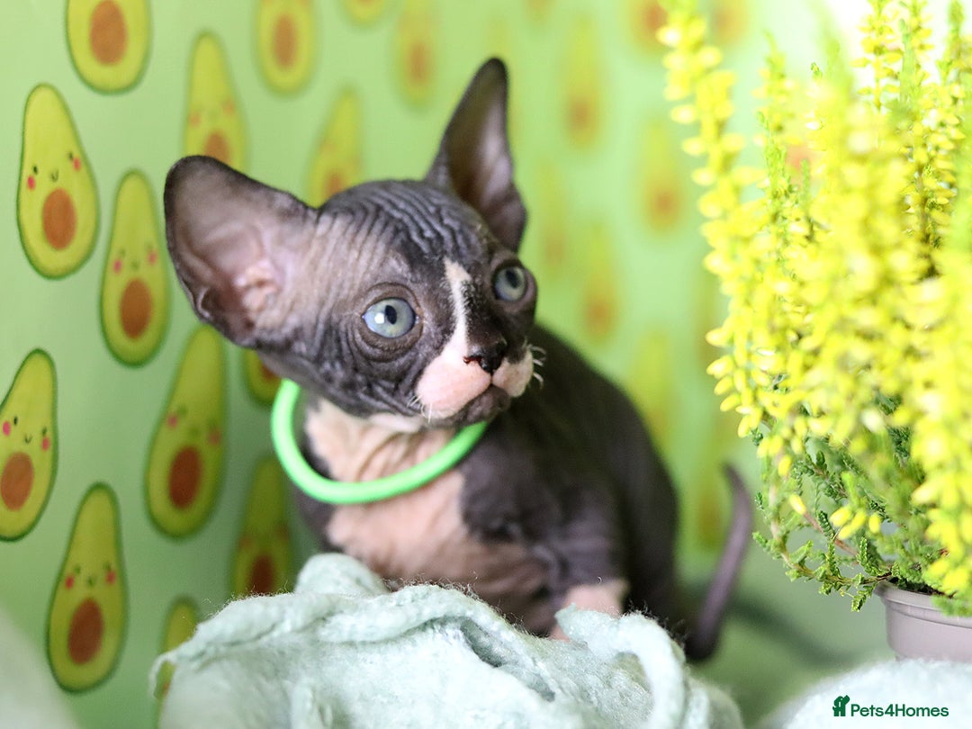 Sphynx cats for sale: Bloodline Sphynx Kittens  - Image 25