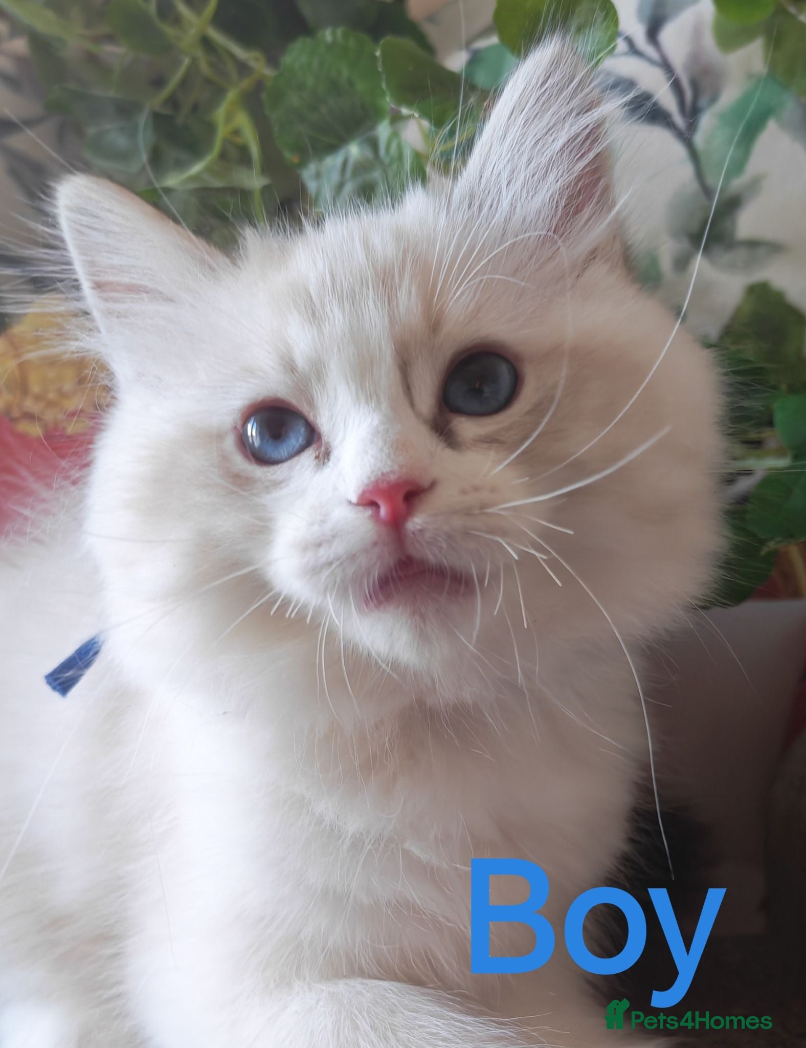 Ragdoll cats GCCF REGISTERED BEAUTIFUL RAGDOLLS KITTENS  - Advert 15