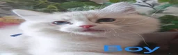 Ragdoll cats for sale: GCCF REGISTERED BEAUTIFUL RAGDOLLS KITTENS  - Advert 1