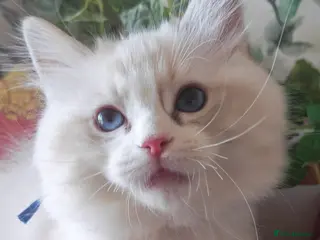 Ragdoll cats GCCF REGISTERED BEAUTIFUL RAGDOLLS KITTENS - Advert 15