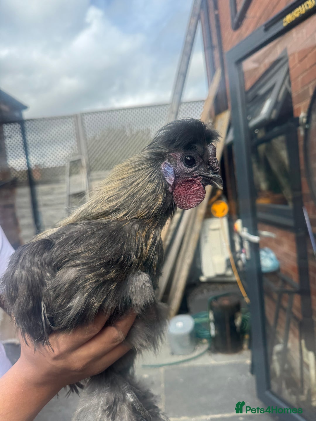 Chickens poultry for sale: USA Silkie Bantam Pullets in Birmingham - Image 1