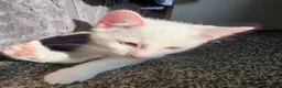 Mixed Breed cats for sale: Mixed breed  in Pontefract - Advert 4