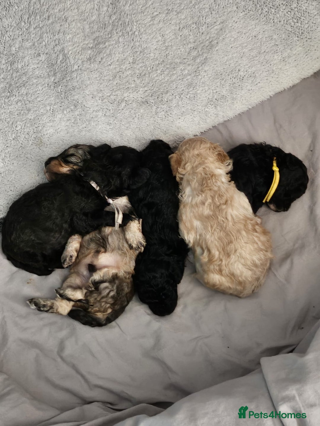 Shihpoo dogs for sale: Stunning 3rd Generation Shihpoo Puppies For Sale - Image 15