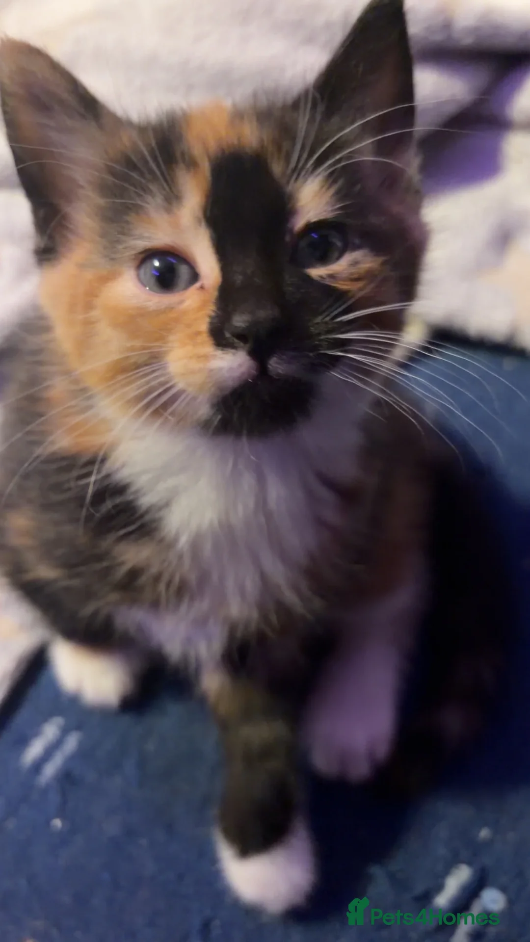 Domestic Shorthair cats for sale: 4 Beautiful kittens for sale in Glasgow - Advert 2
