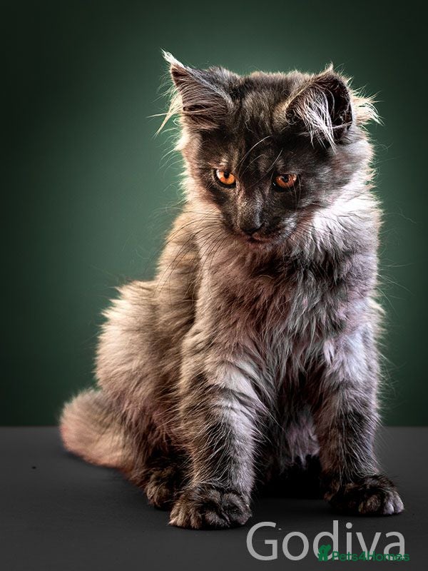 Maine Coon cats Polydactyl Maine Coon kittens are available  - Advert 2