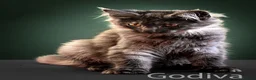 Maine Coon cats for sale: Polydactyl Maine Coon kittens are available  - Advert 2