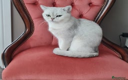 British Shorthair cats for sale: Scotish sorthair chinchilla  - Image 10