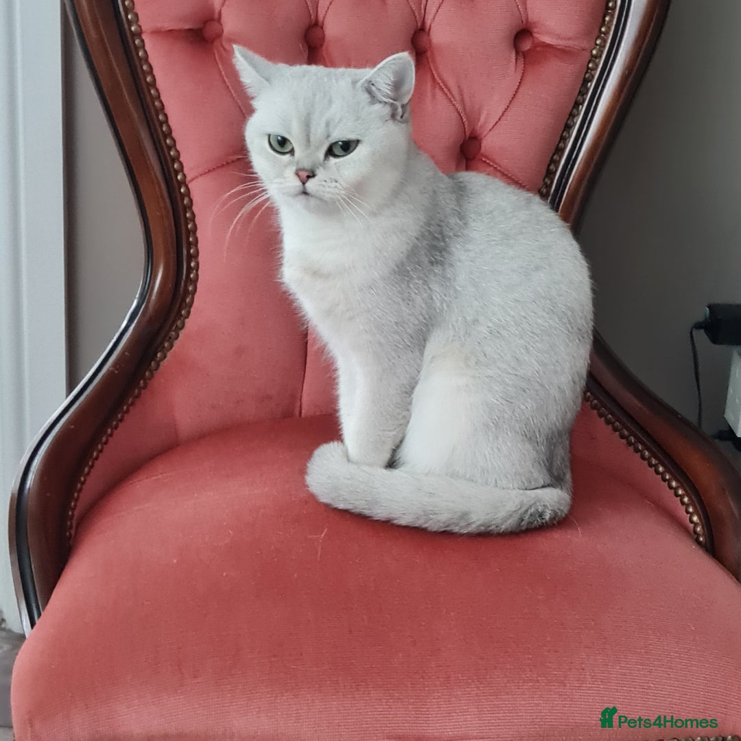 British Shorthair cats for sale: Scotish sorthair chinchilla  - Image 10