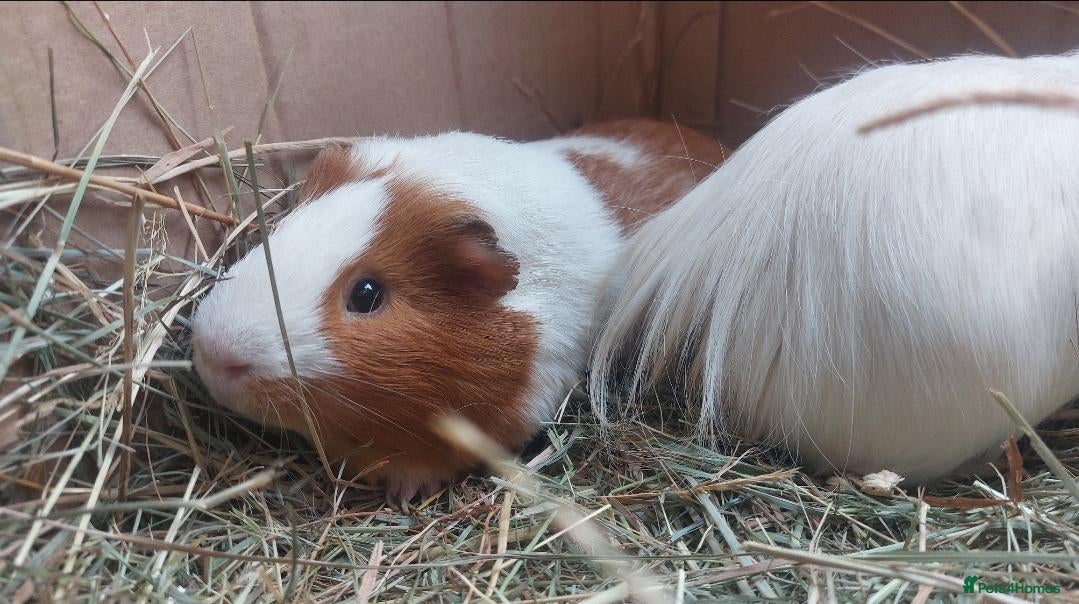 Guinea Pig rodents PEANUT & CHARLIE BROWN bonded male guineapigs  - Advert 10